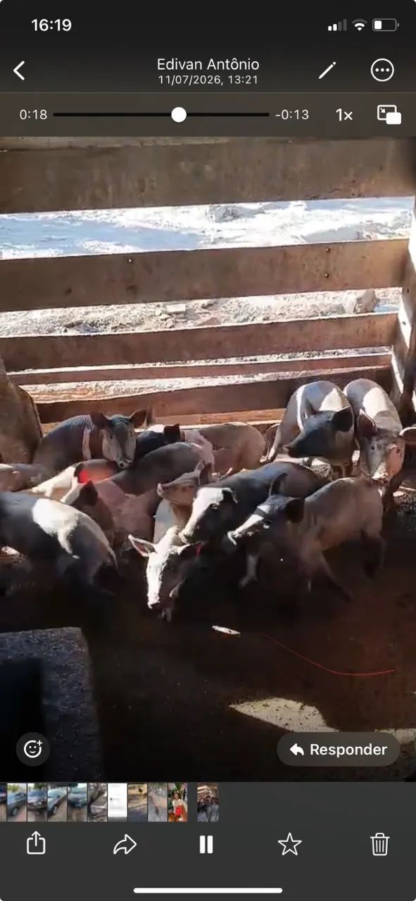 LEITOAS E LEITÕES CAIPIRAS  - Foto 5