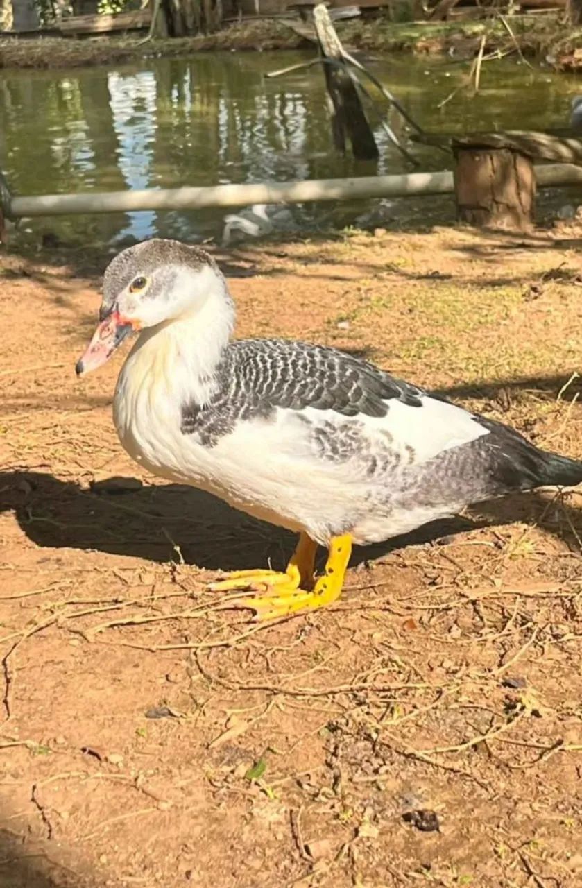 Patos  - Foto 2
