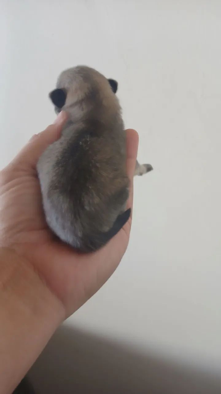 Spitz Alemão  - Foto 5