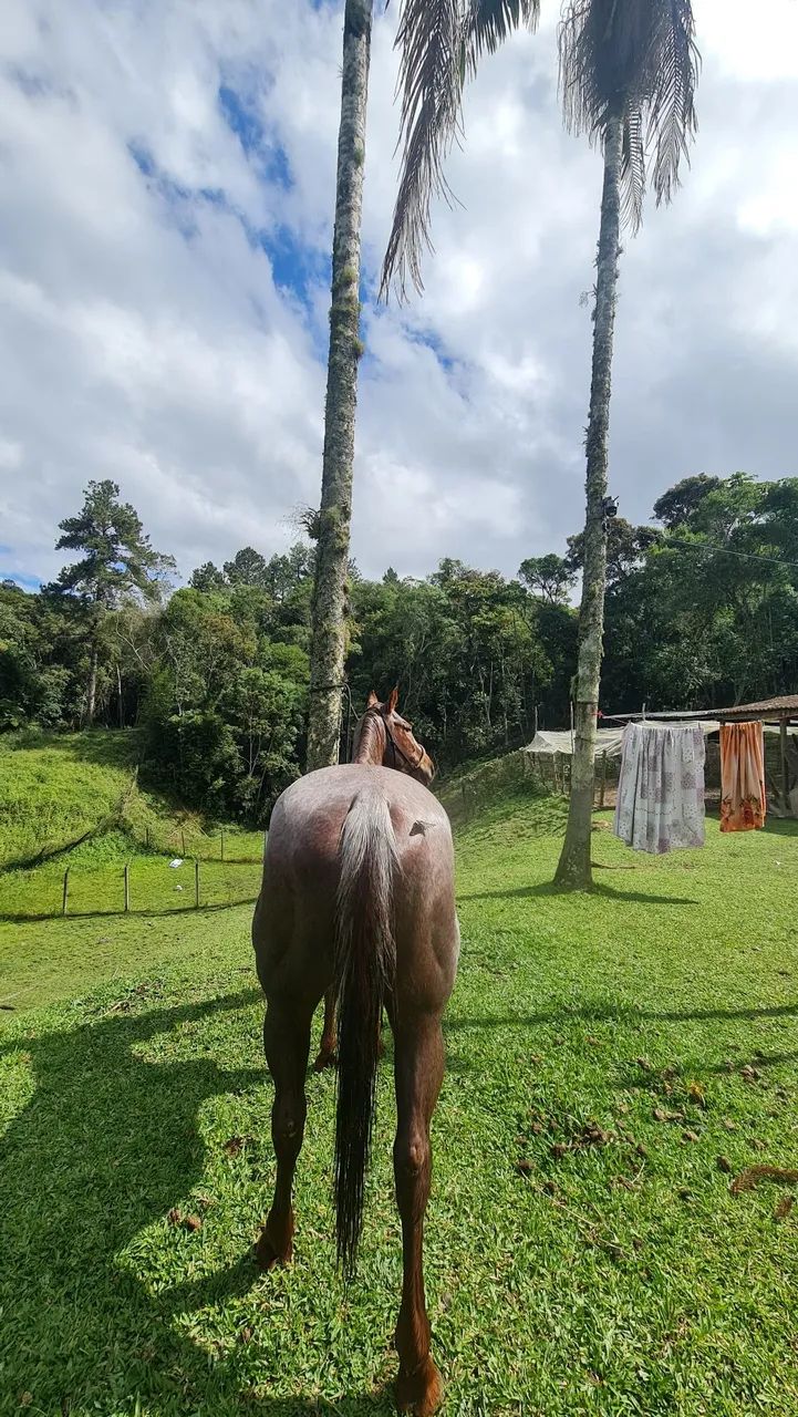 LINDA ÉGUA QUARTO DE MILHA ? - Foto 3