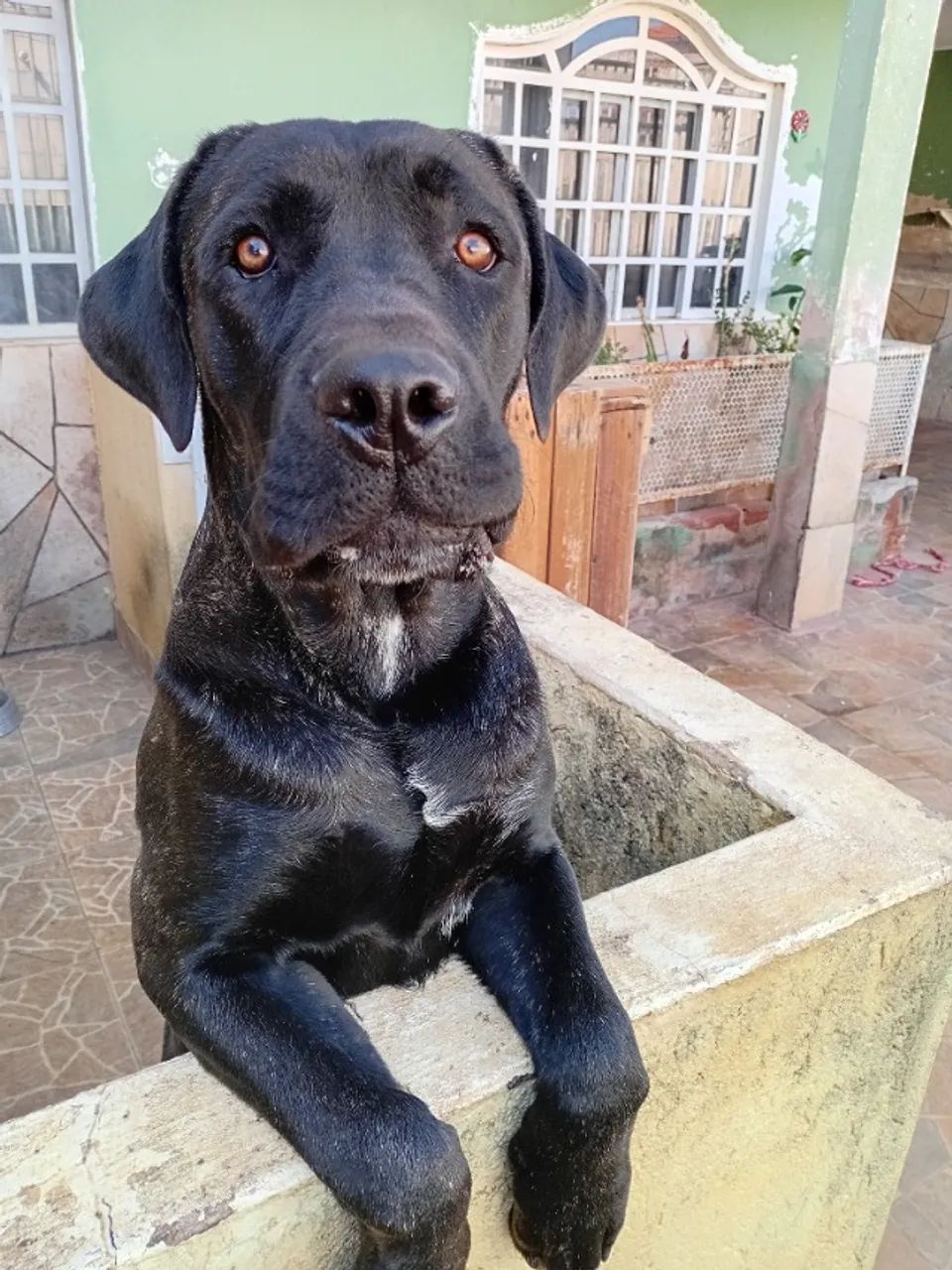 CANE CORSO - Foto 3