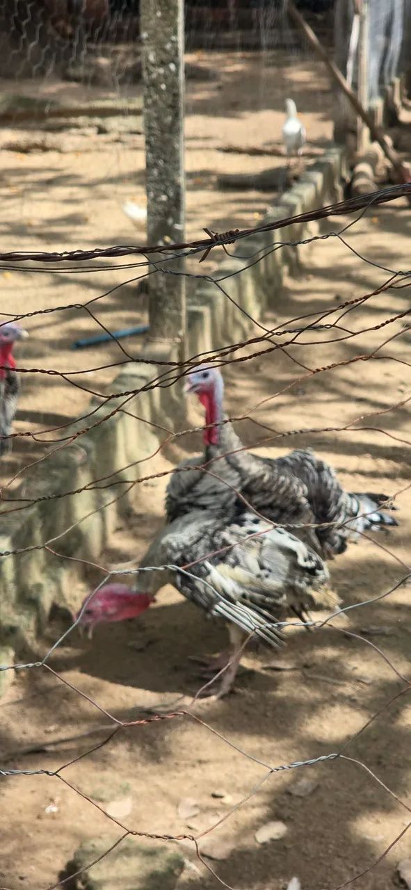 Vende-se Peru e galinha/frango Caipira - Foto 3