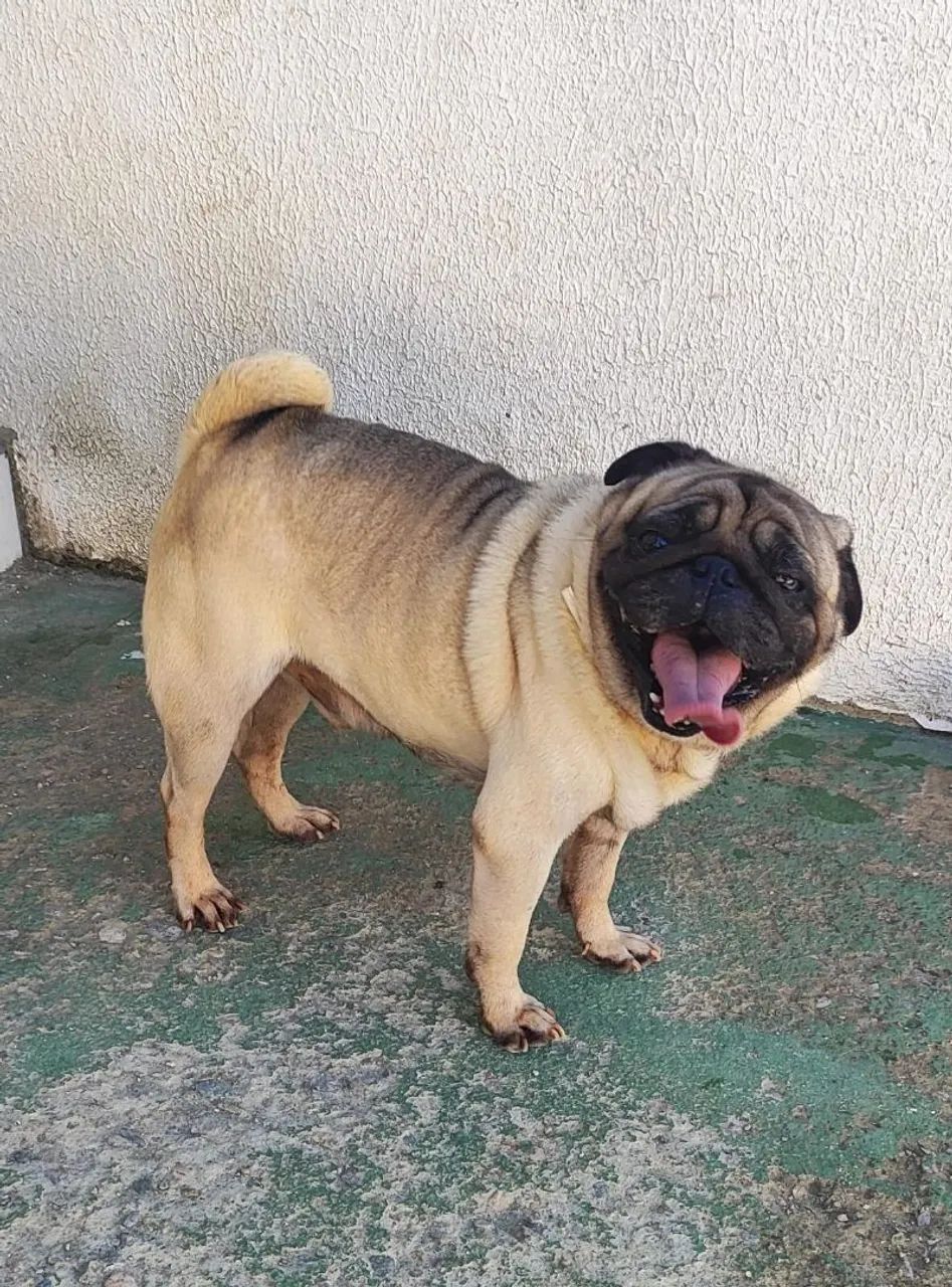 Pug macho