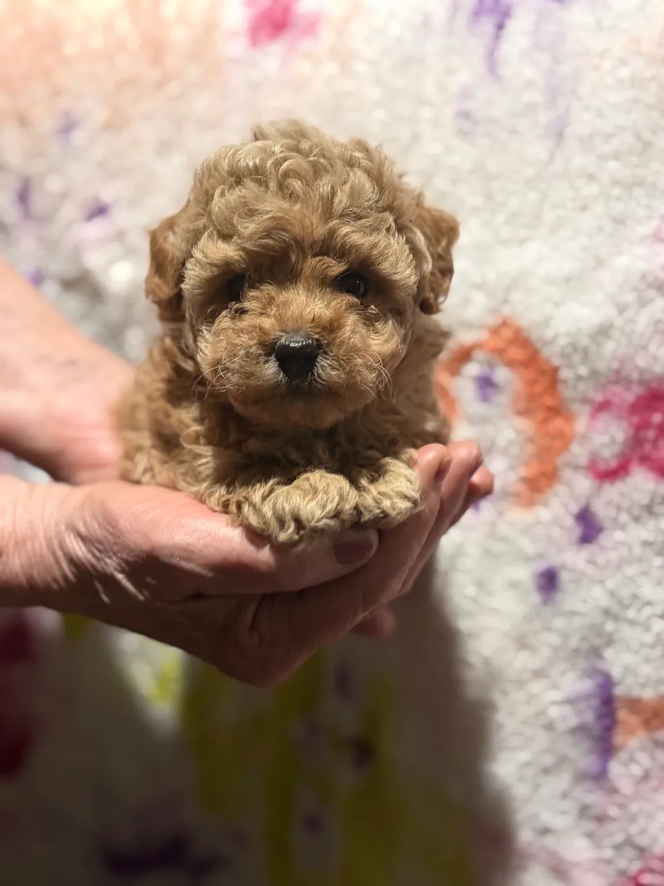 Poodle  - Foto 5