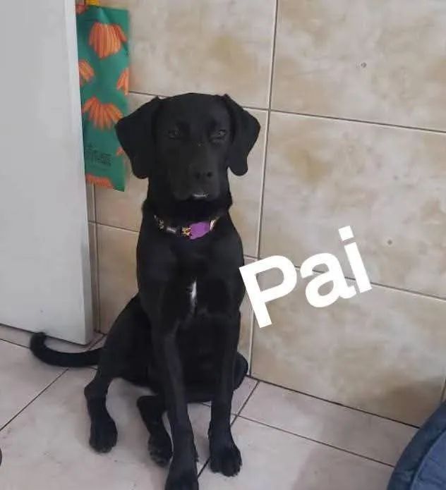 Doação macho 