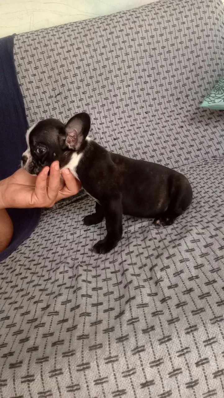 Bulldog francês 
