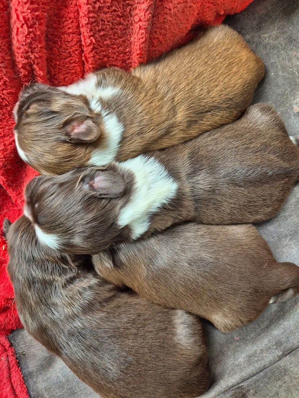 Filhotes de shitzu (Pais com pedigree) - Foto 2