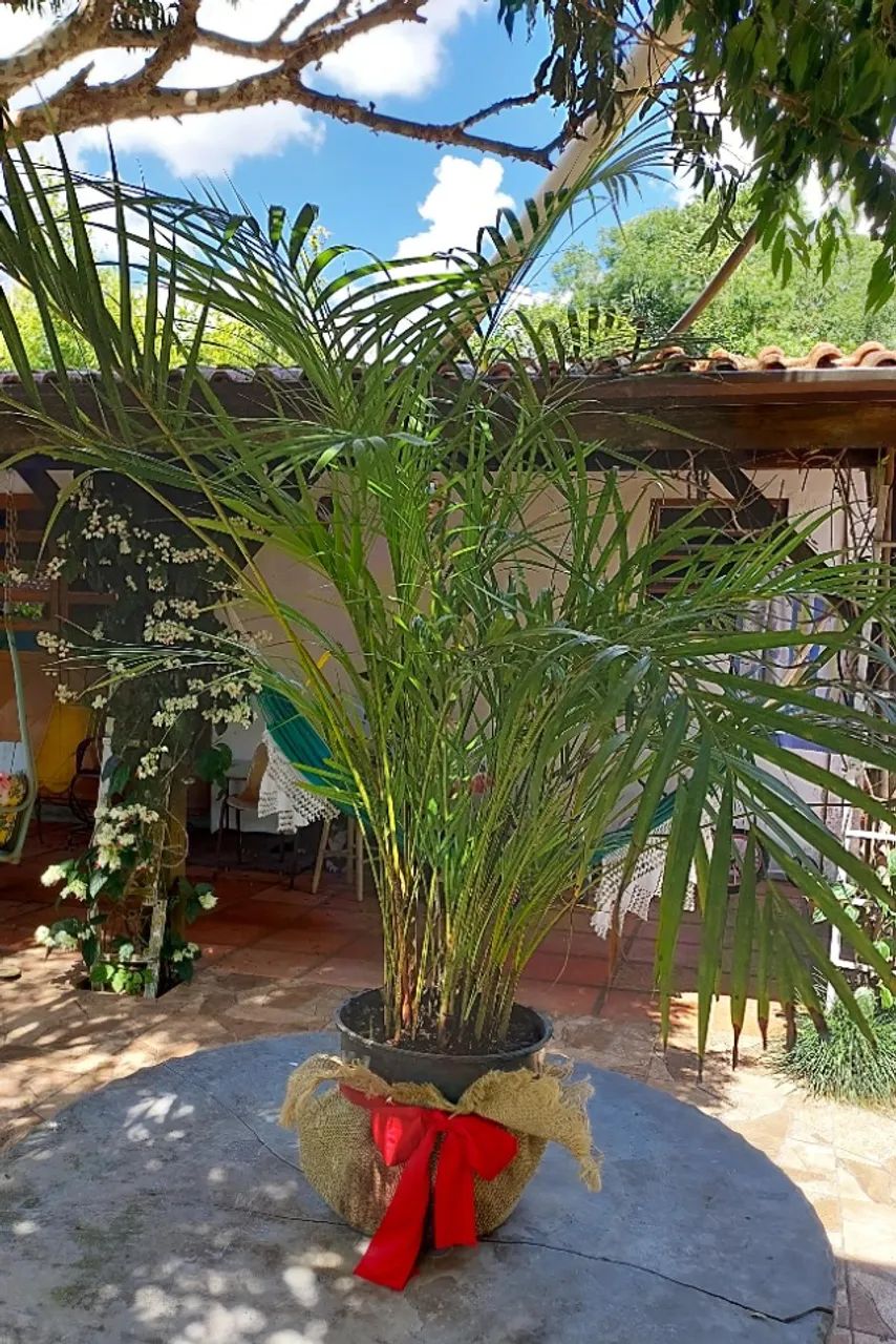 Palmeira ornamental Areca para decorar sua Festa, Loja, Escritório, Consultório, Casa etc. - Foto 2