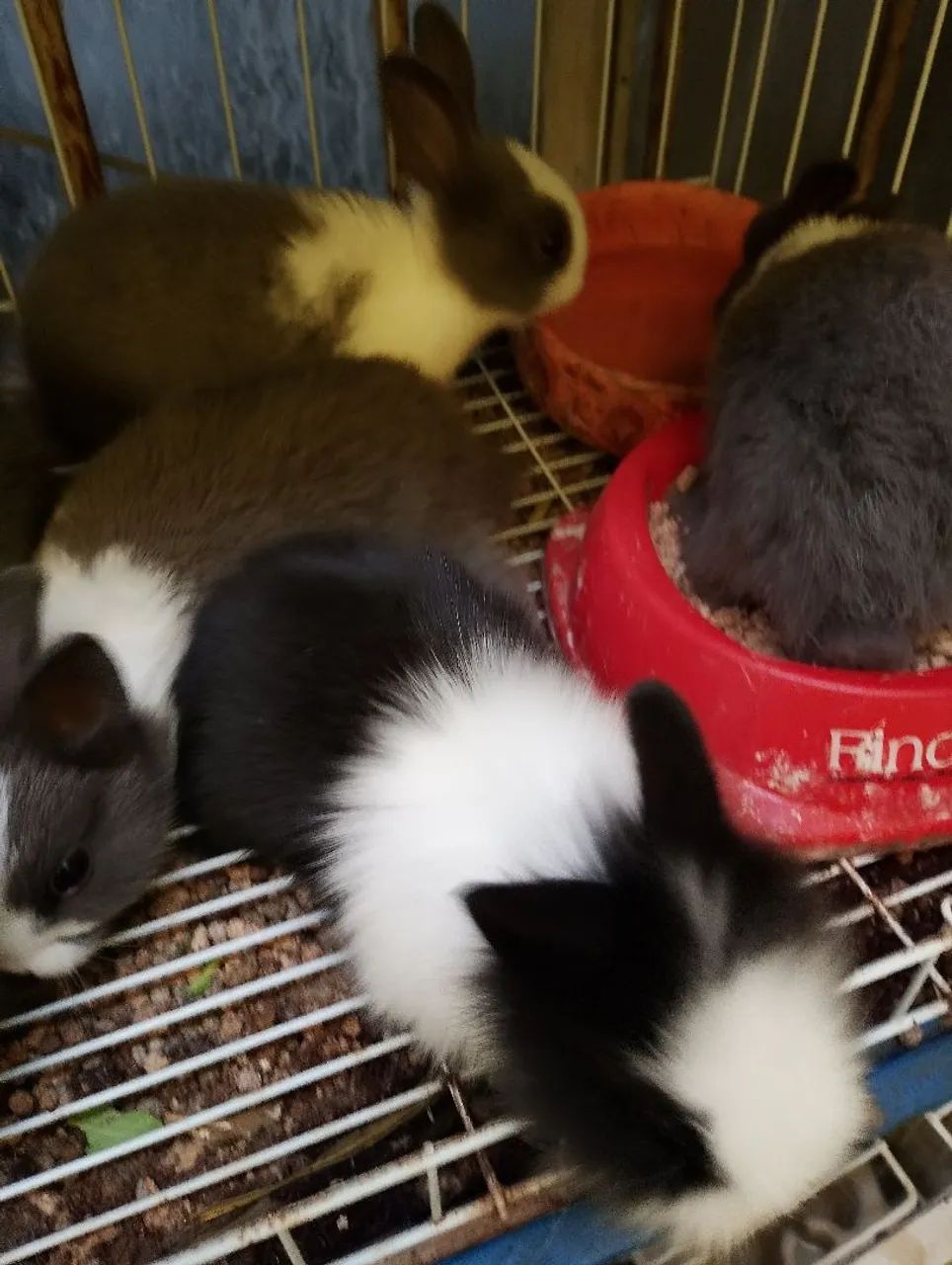 Filhotes de mini coelhos netherlands e mini Lions! Oferta total!