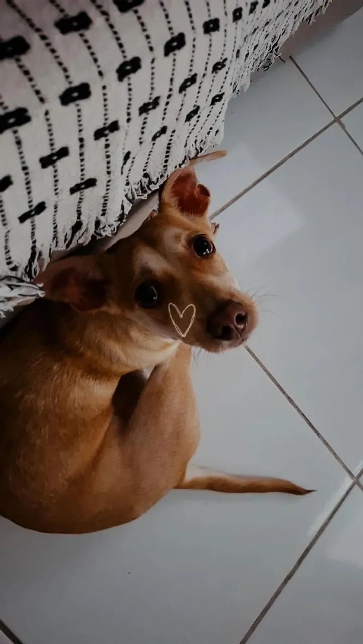 Adoção responsável  - Foto 4