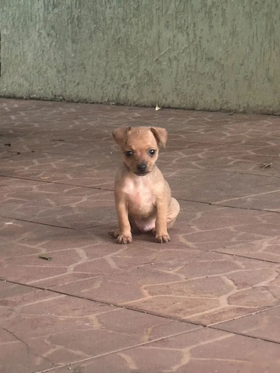 Pinscher 0 - Foto 3
