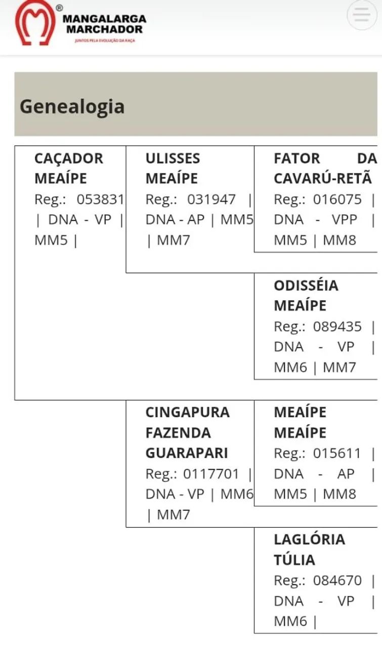 Vendo  potro manga larga potro de ótima genética  - Foto 4