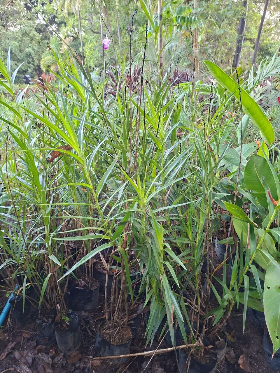 Orquídea bambu 