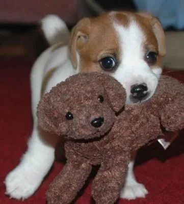Jack Russel Machos e Femeas