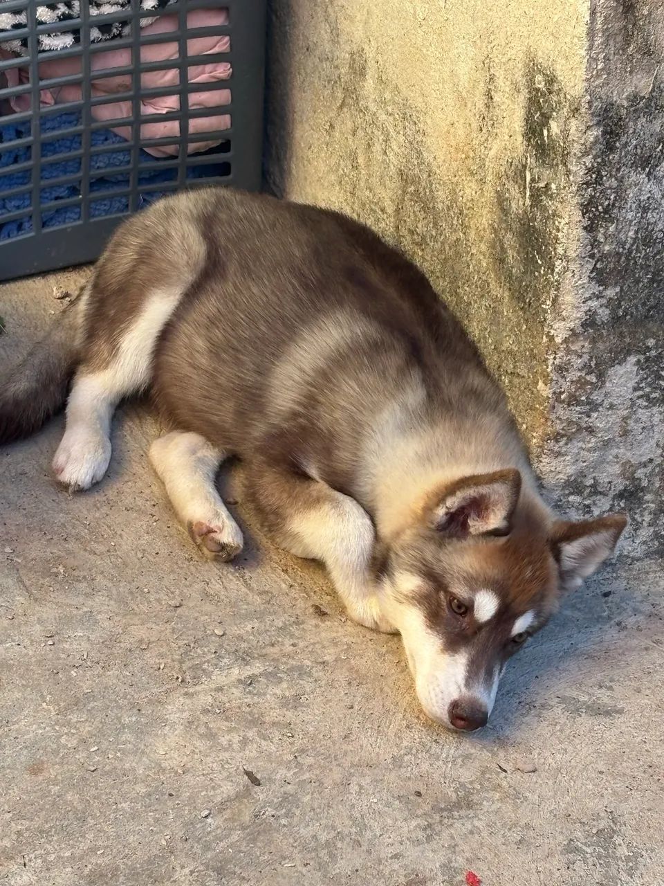 Husky 