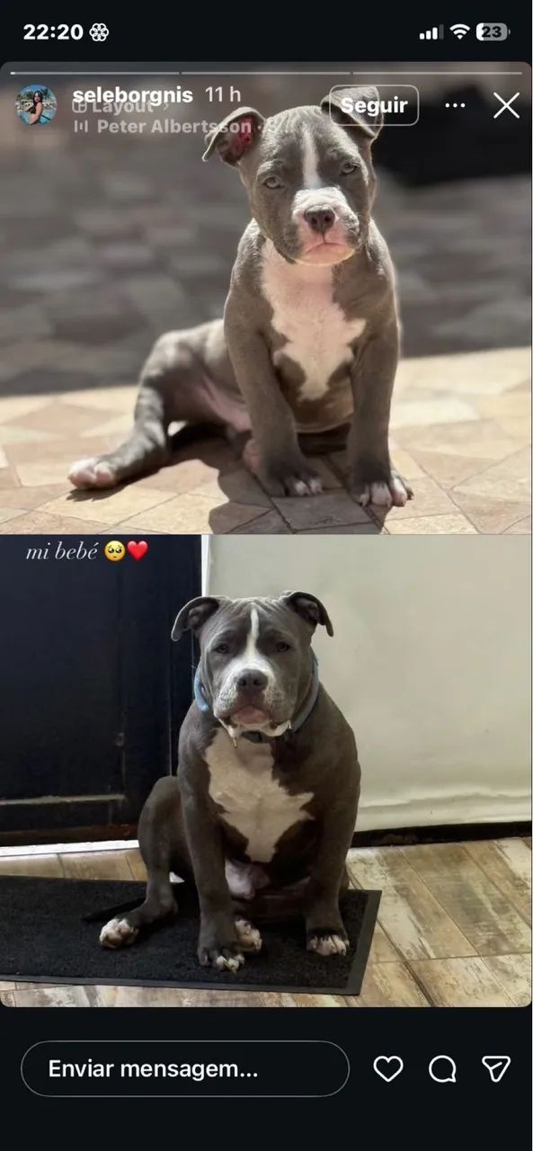 DOA-SE CACHORRO MACHO AMERICAN BULLY  - Foto 2