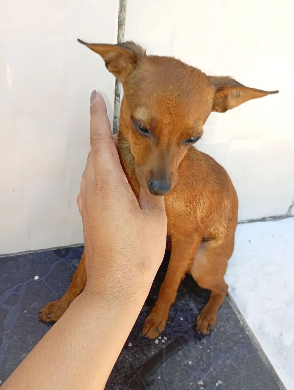 Vende se Pincher 01 - Foto 4