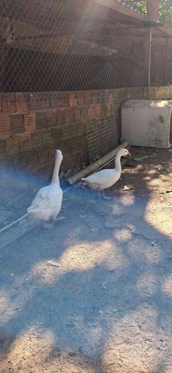 Gansos  - Foto 3