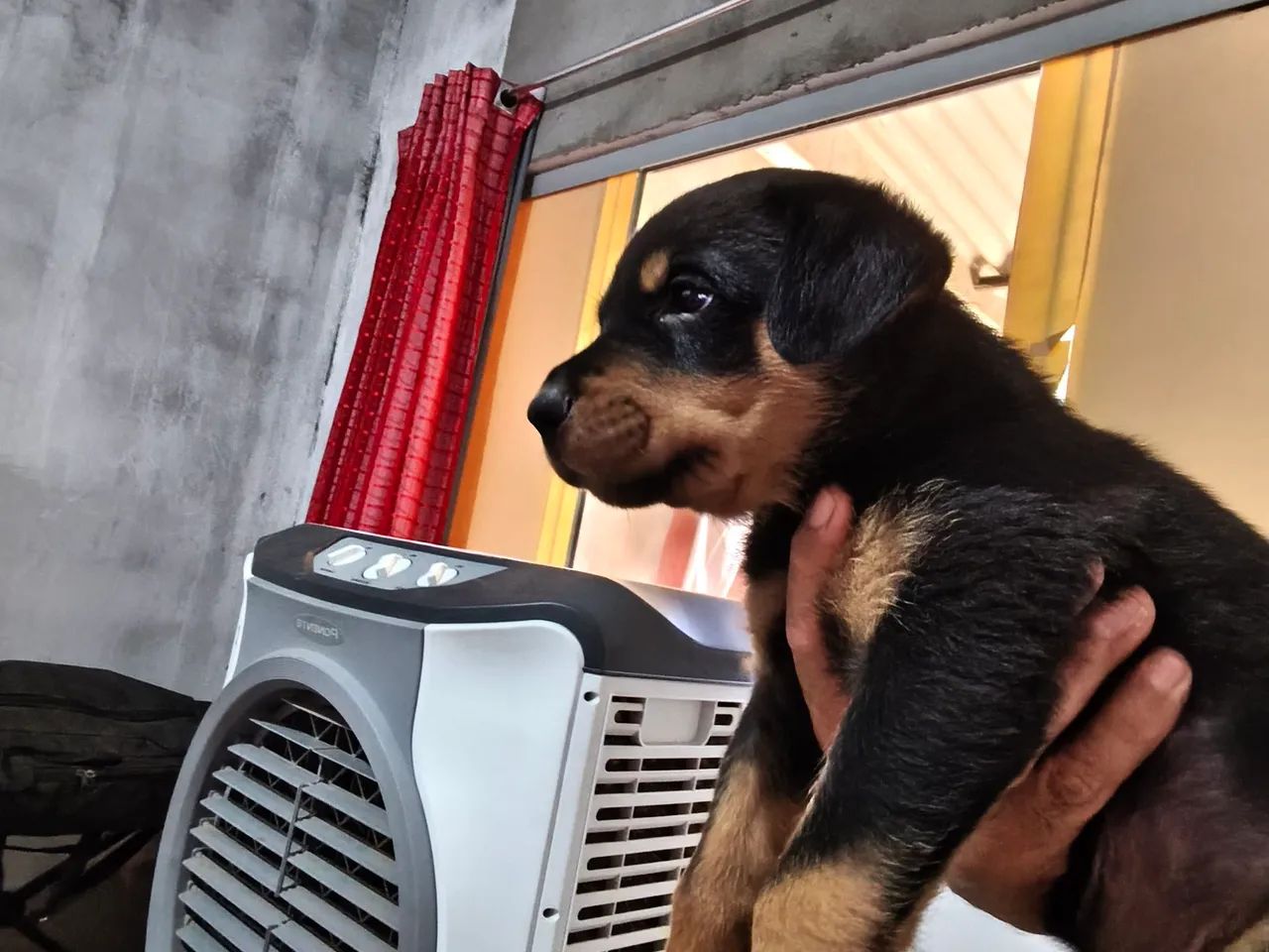 Filhotes de Rotweiller Macho 