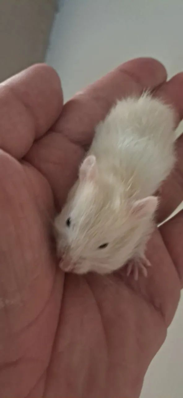 Hamsters sírios - Foto 2