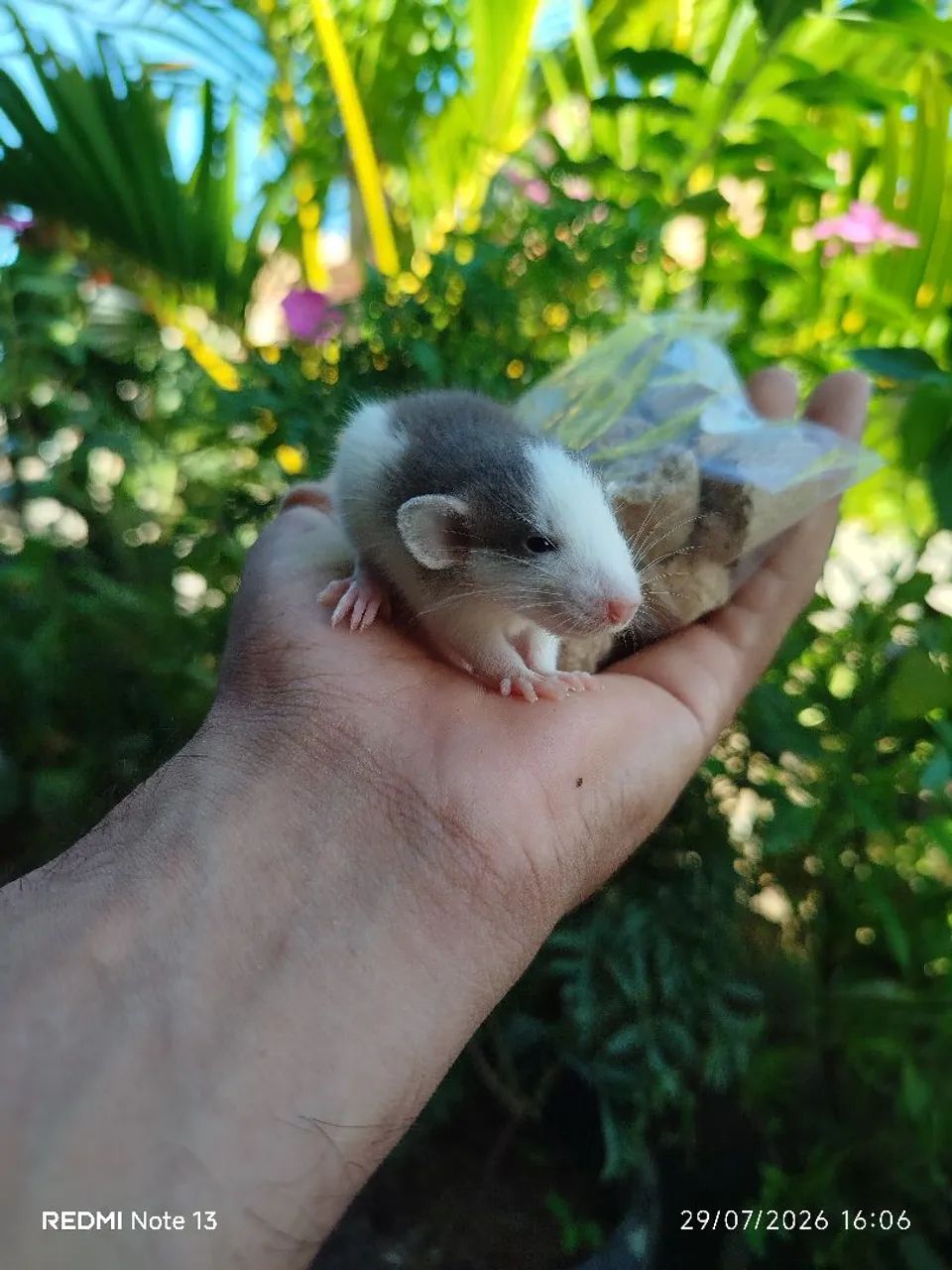 Ratinhos  - Foto 5