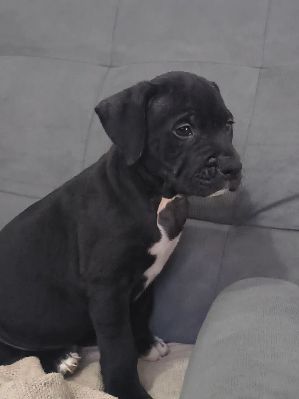 Vendo filhote de Pitbull  - Foto 3