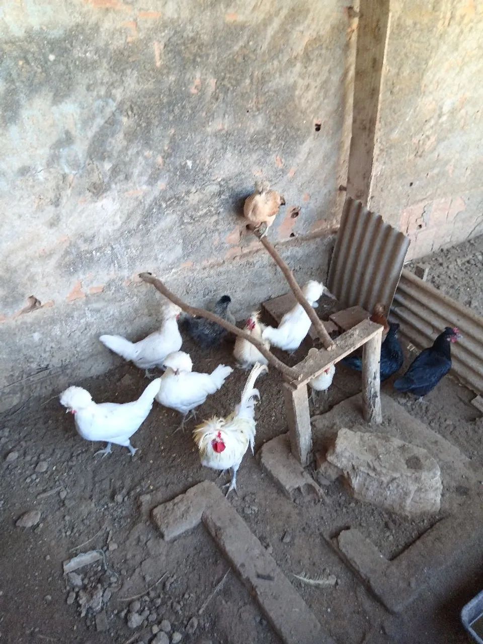 Galinhas diversas  - Foto 3