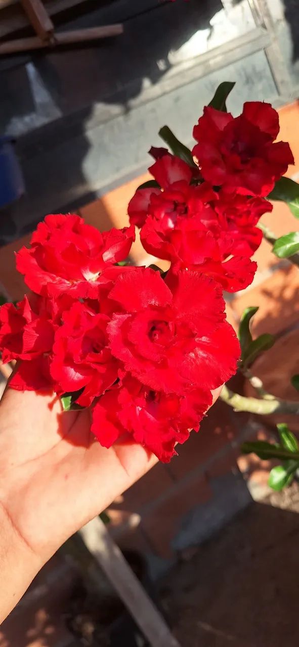 Rosa do deserto dobrada  - Foto 4