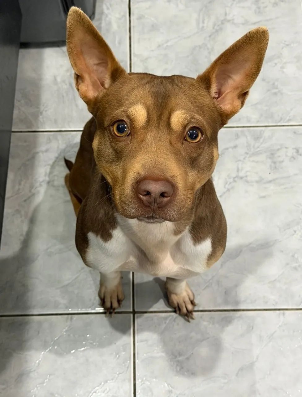 Cachorro pitbull