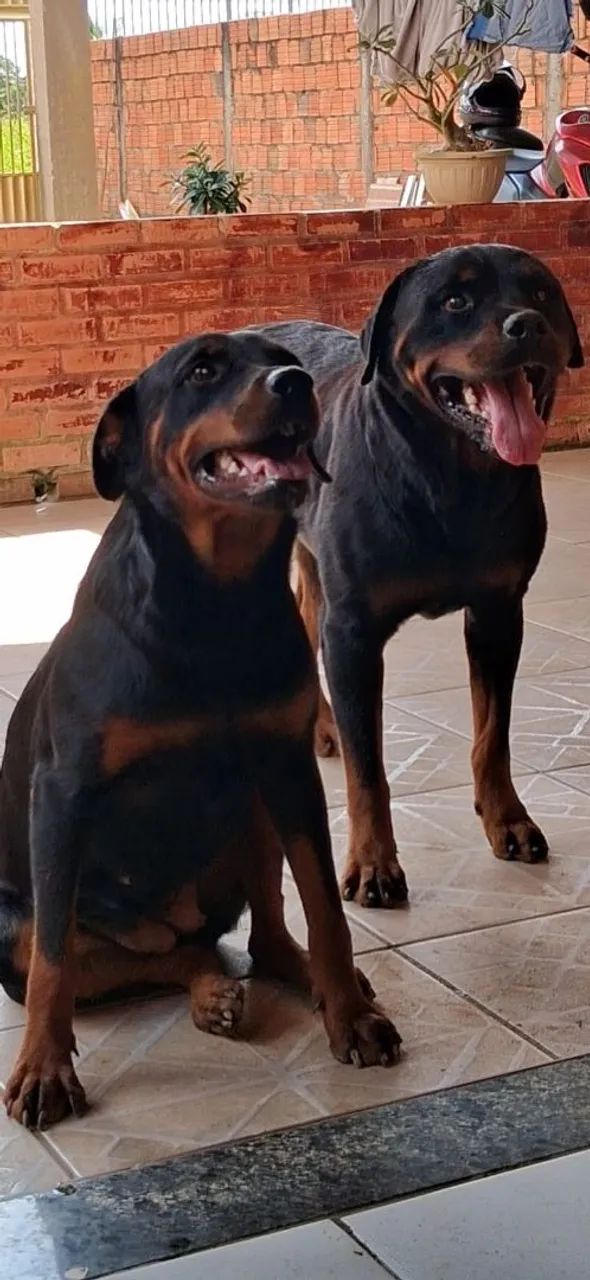 Filhotes de rottweiler  - Foto 3