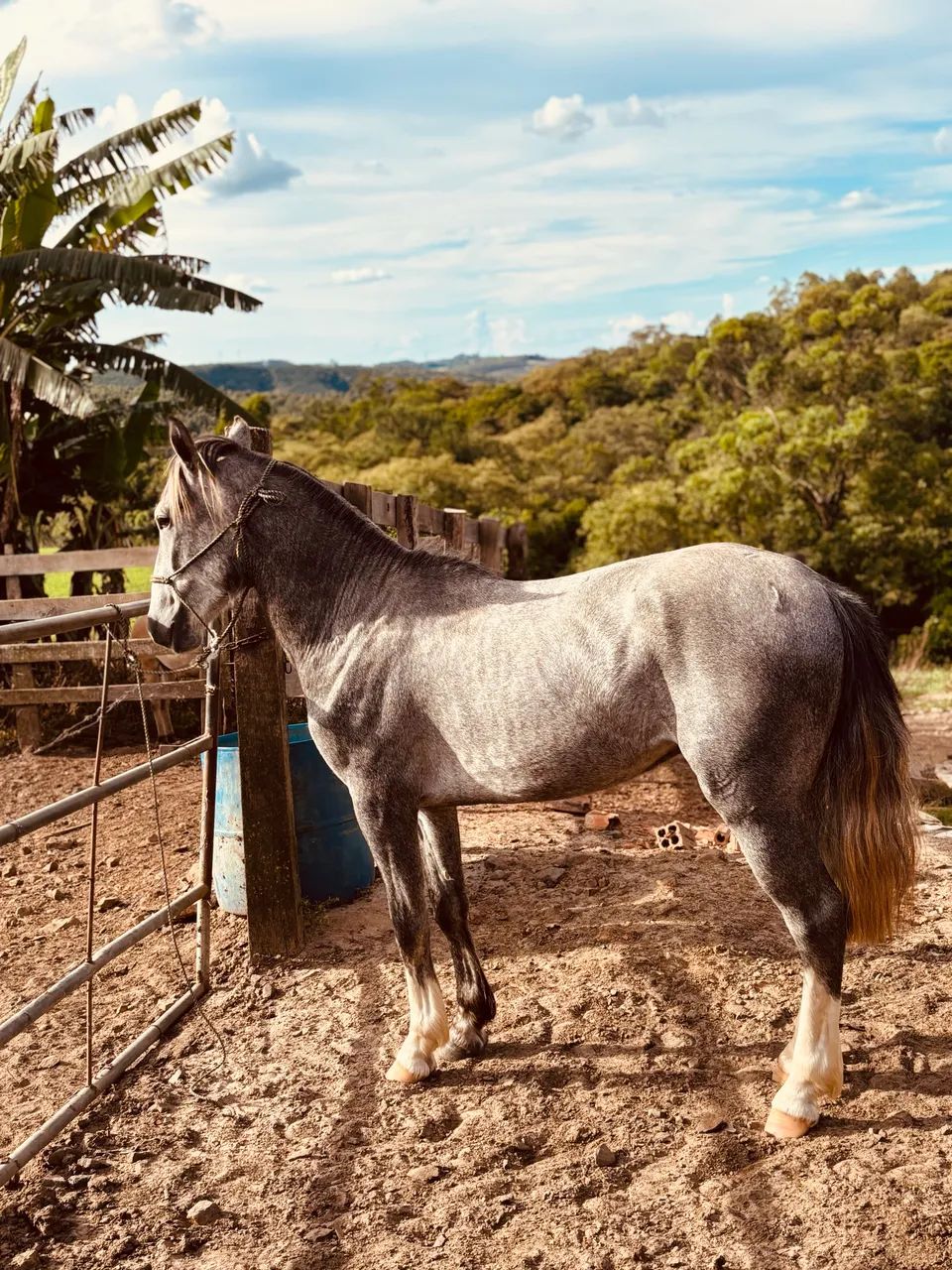 Cavalo Crioulo Tordilho Domado e Manso - Foto 2