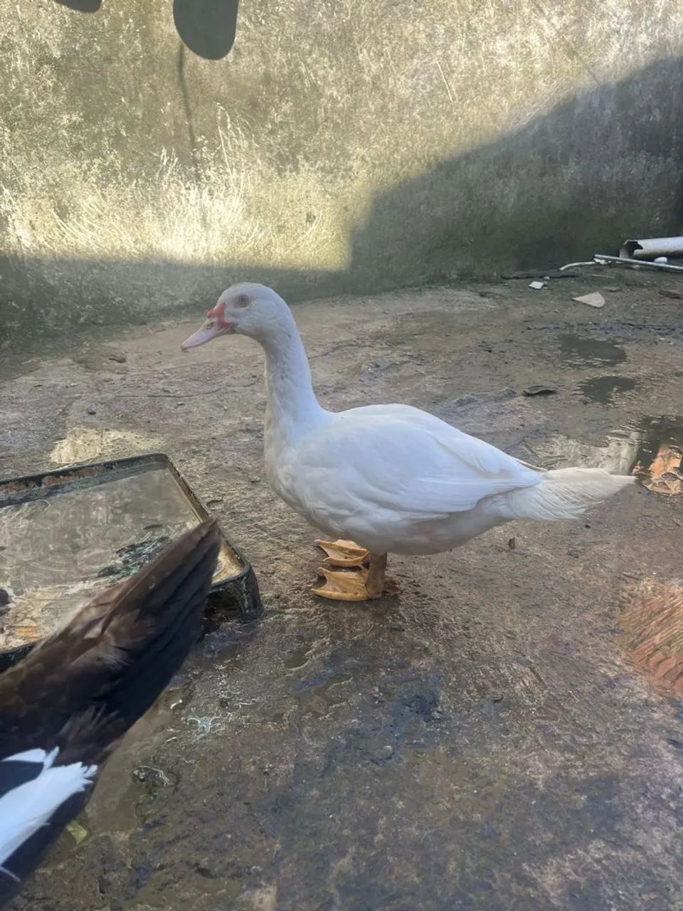 PATOS - Foto 4