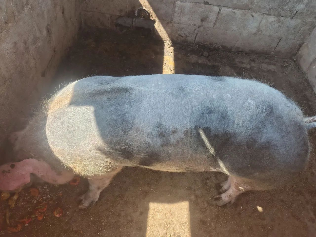 Vendo 