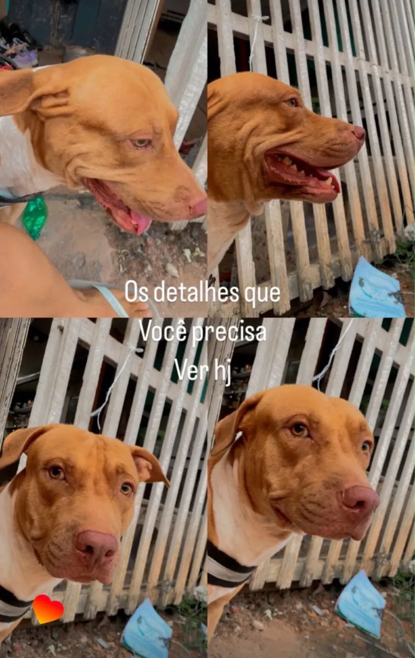 Pitt bull  - Foto 4