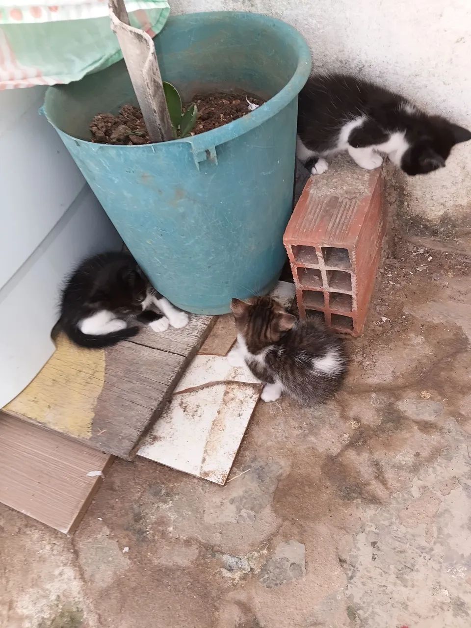 DOAÇÃO GATOS 1MES  - Foto 2