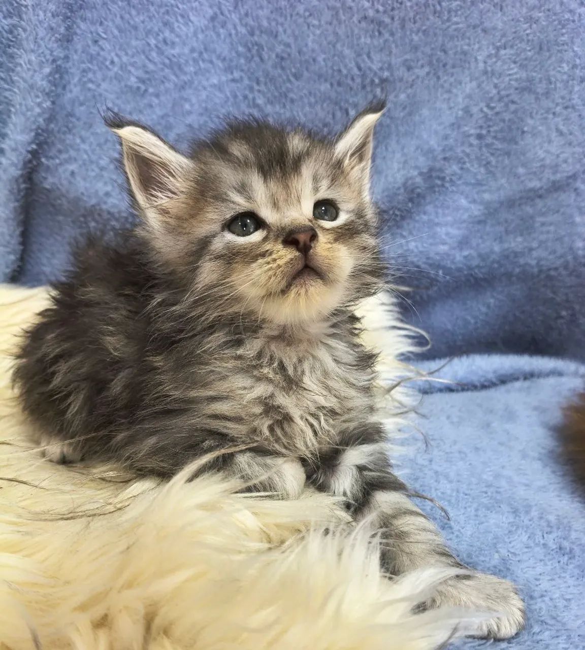 Filhote de Maine Coon Gato Gigante 