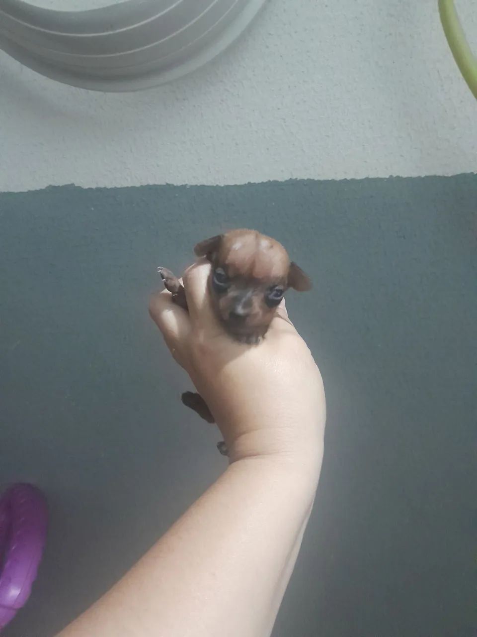 Pinscher micro Fêmea 