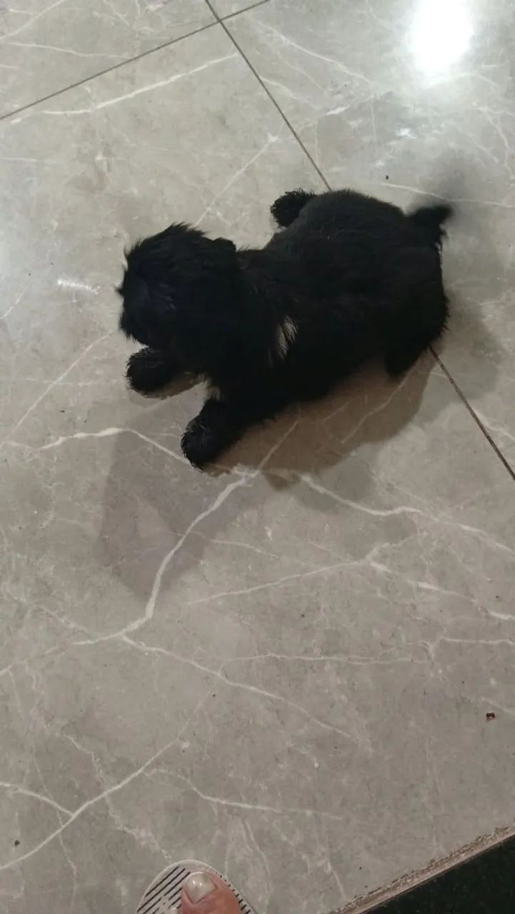 Shitzu macho t.0 - Foto 5