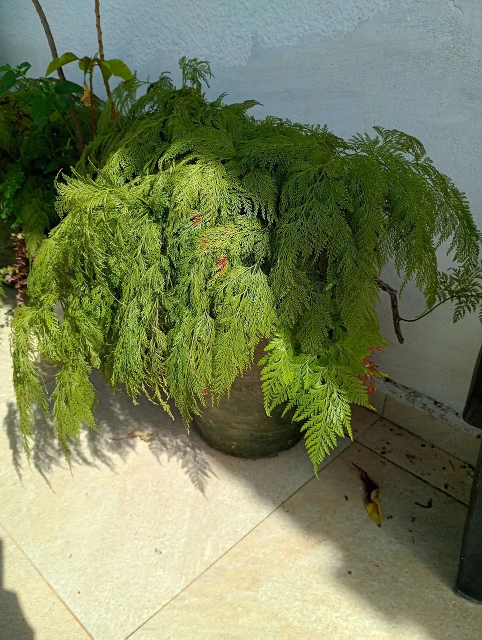 Samambaia Portuguesa  - Foto 2
