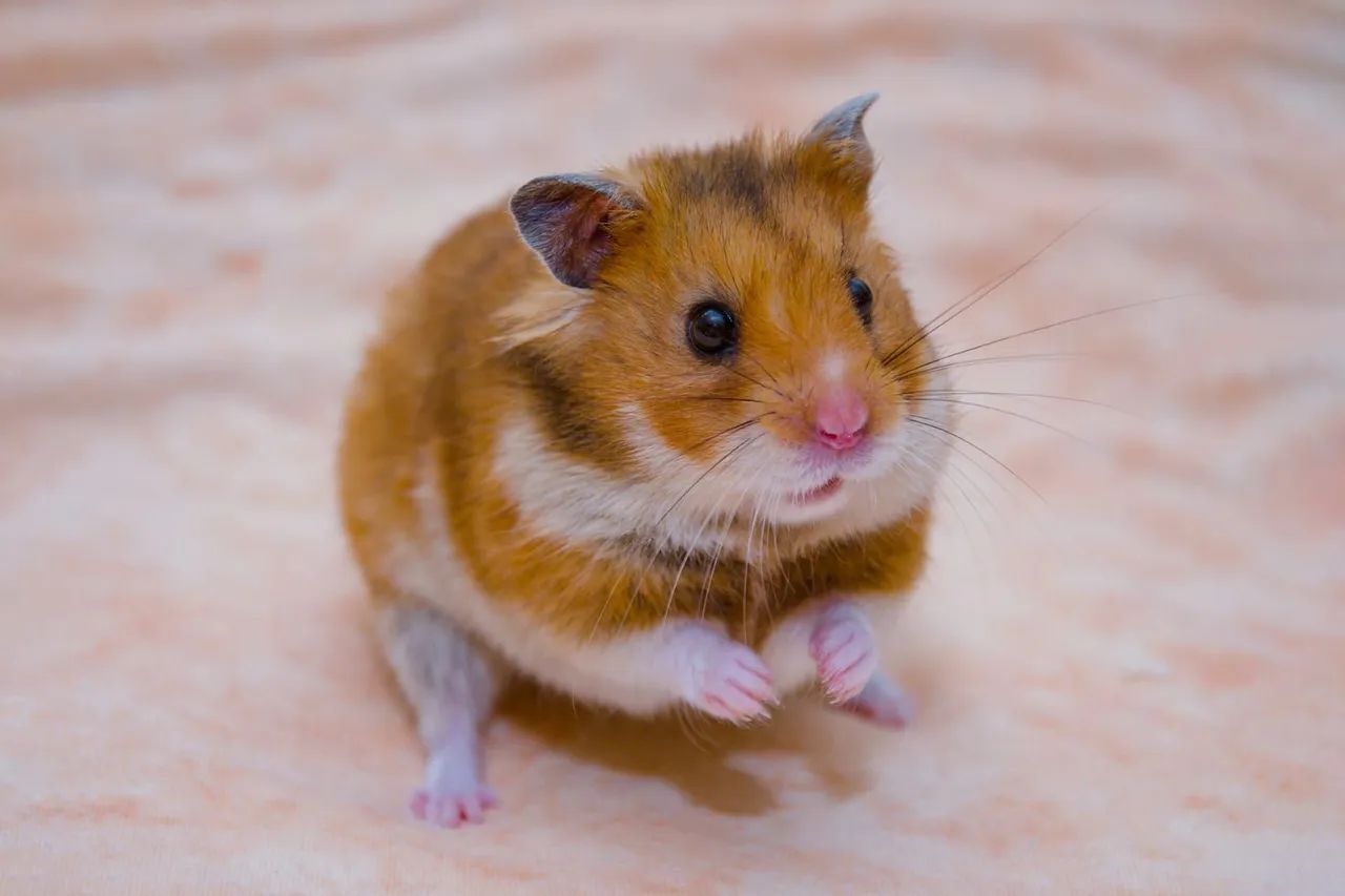 Hamsters  - Foto 2