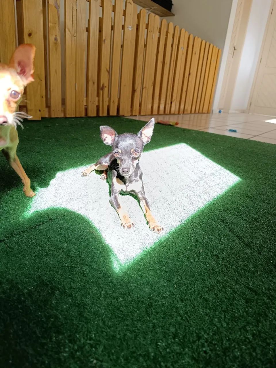 Filhotes de Pinscher 0 - Foto 2
