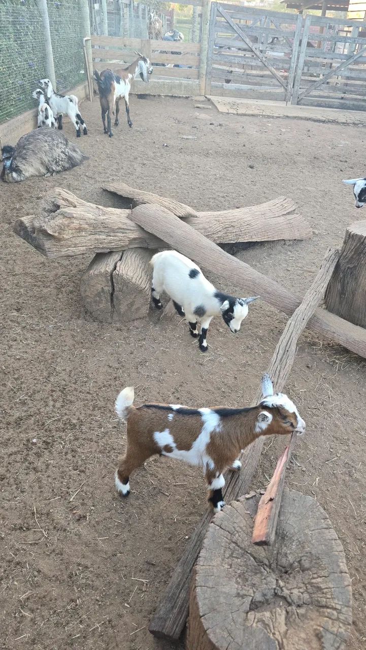 Mini cabra / mini bode / Micro cabra - Foto 5