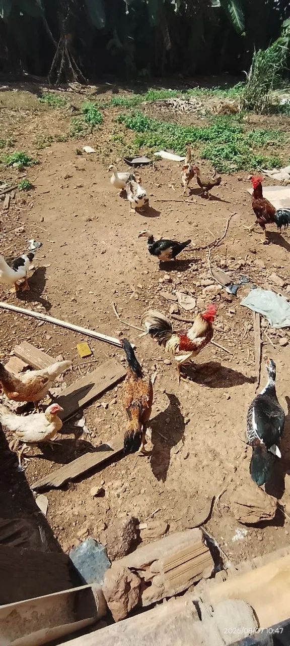 Patos e galinhas
