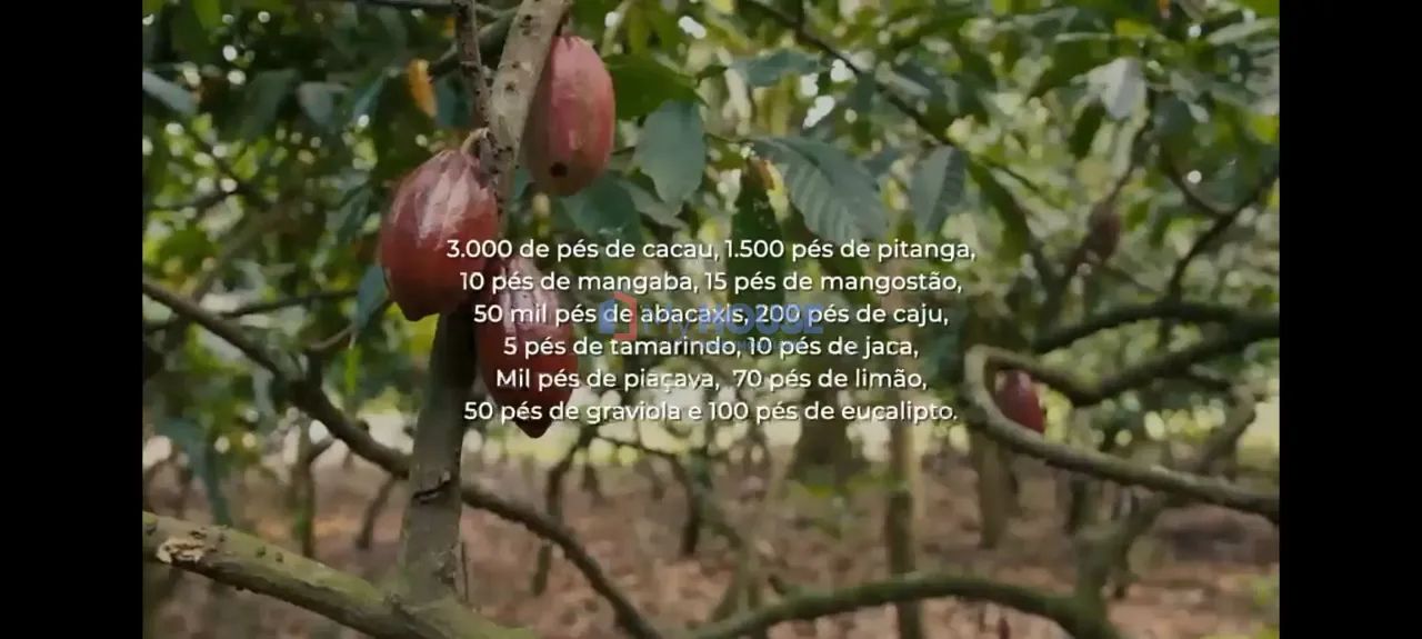 Sítio à Venda, Barcelos , Maraú, BA - Foto 2