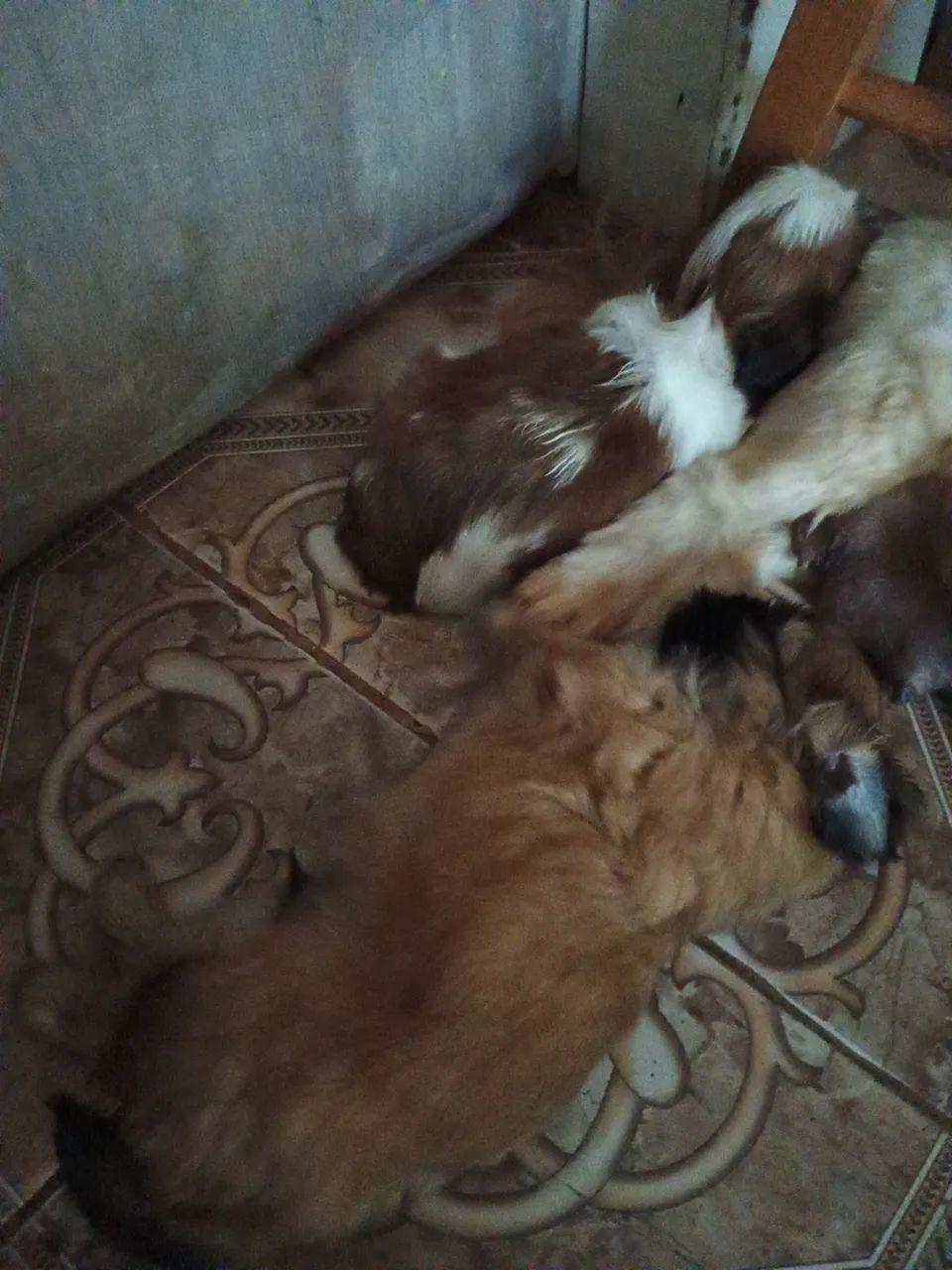 Pets