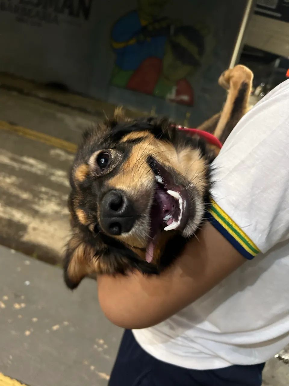Cachorro para doação 