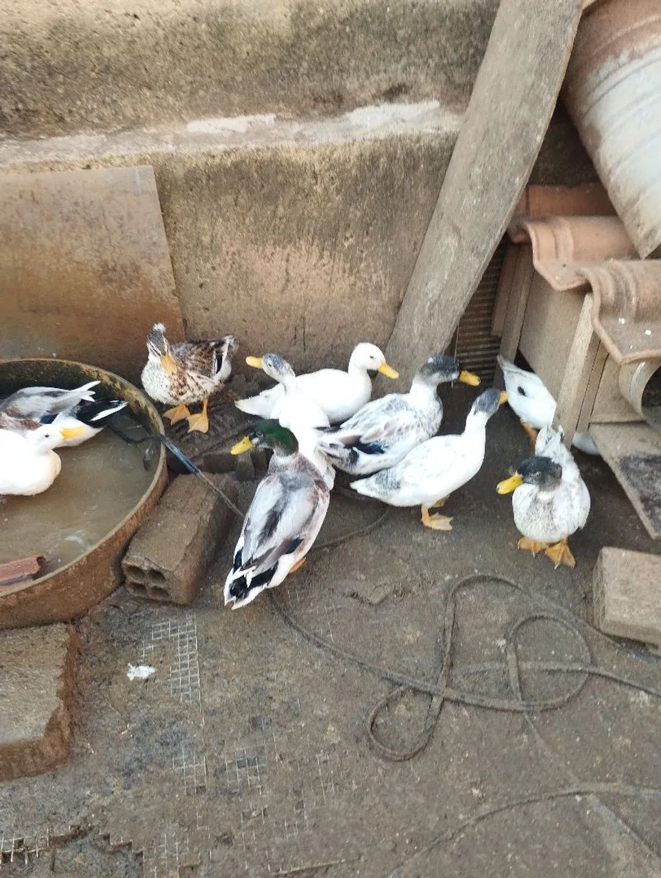 Marrecos Mallard 
