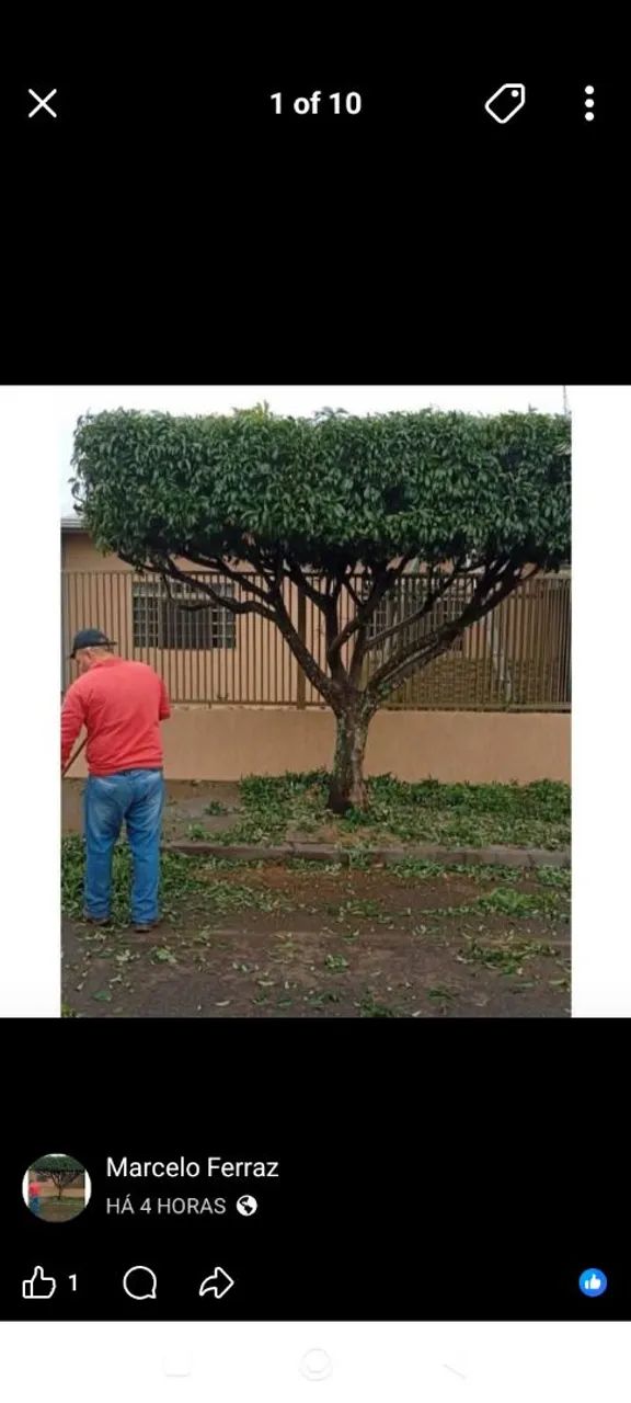Jardinagem  - Foto 2
