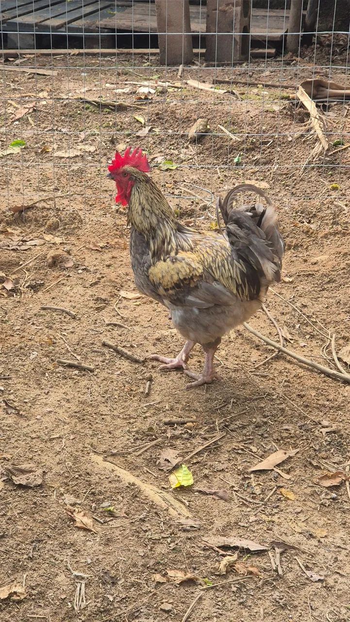 Frangos galos  - Foto 5