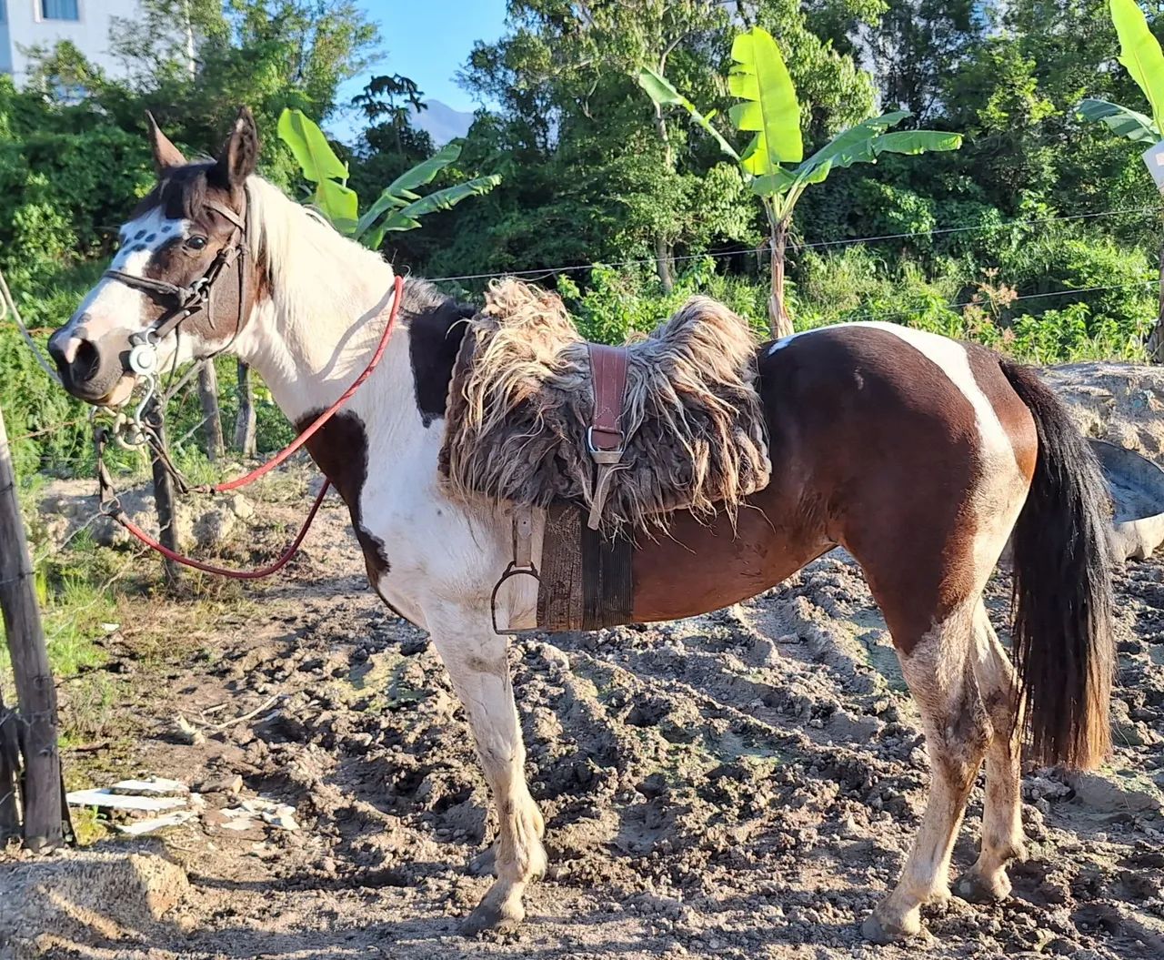 Egua de laço e montaria toda prova